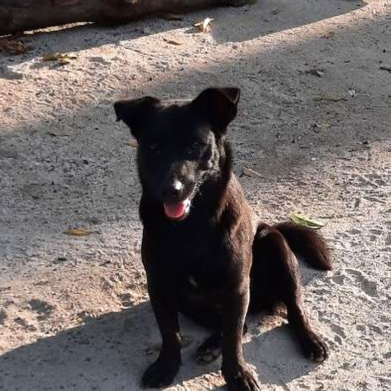 Pepper the black dog standing on the beach
