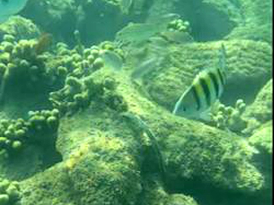Coral formations in Costambar reef restoration project
