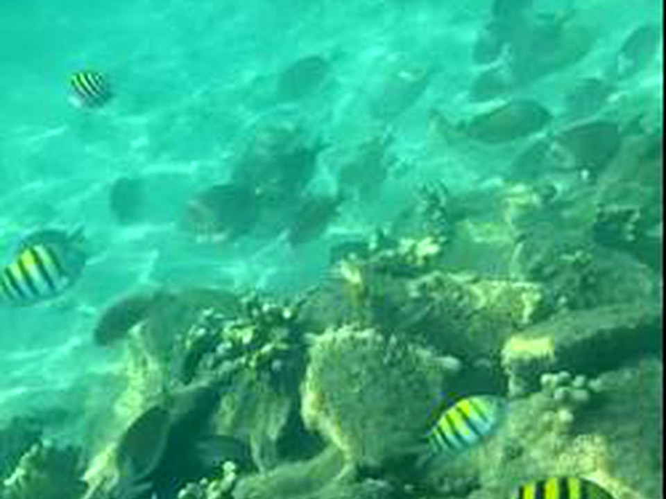 Fish swimming among restored reef habitat