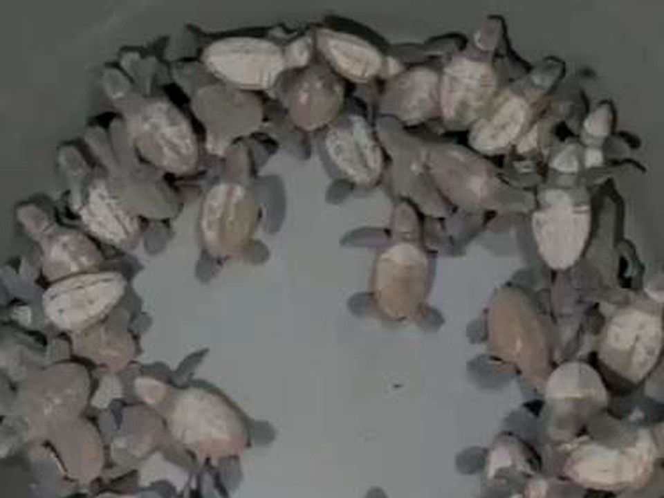 Sea turtle hatchlings gathered safely before release